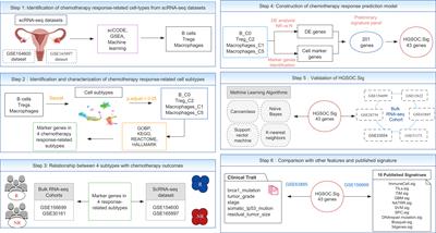 A chemotherapy response prediction model derived from tumor-promoting B and Tregs and proinflammatory macrophages in HGSOC